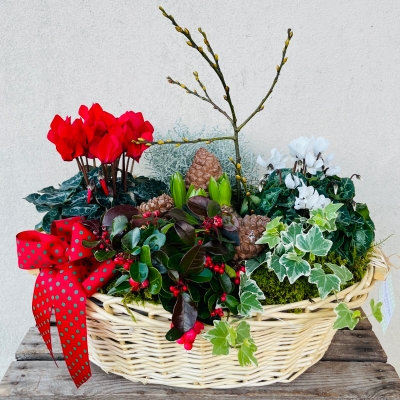 Festive Planted Basket