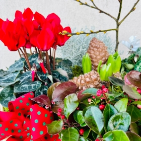 Festive Planted Basket